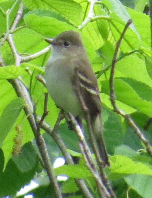 Alder Flycatcher - ML237879701