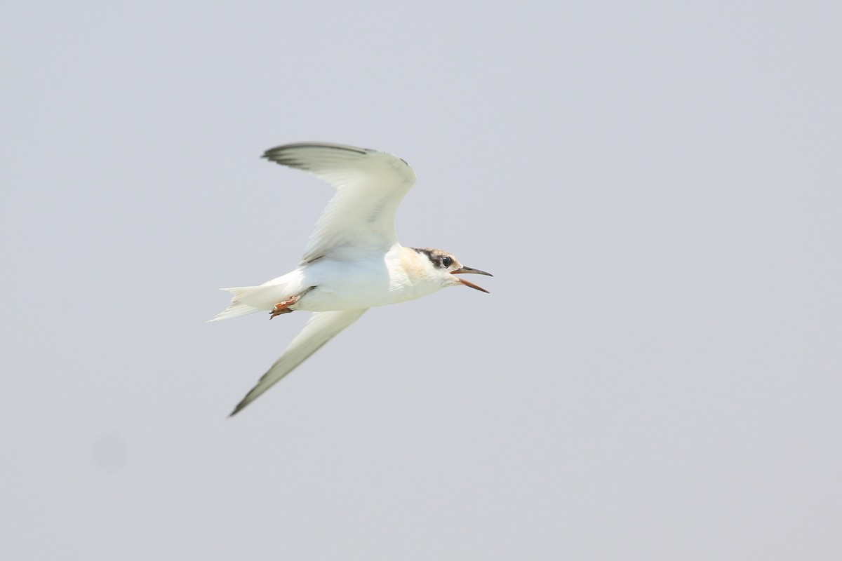 Saunders's Tern - Oscar Campbell