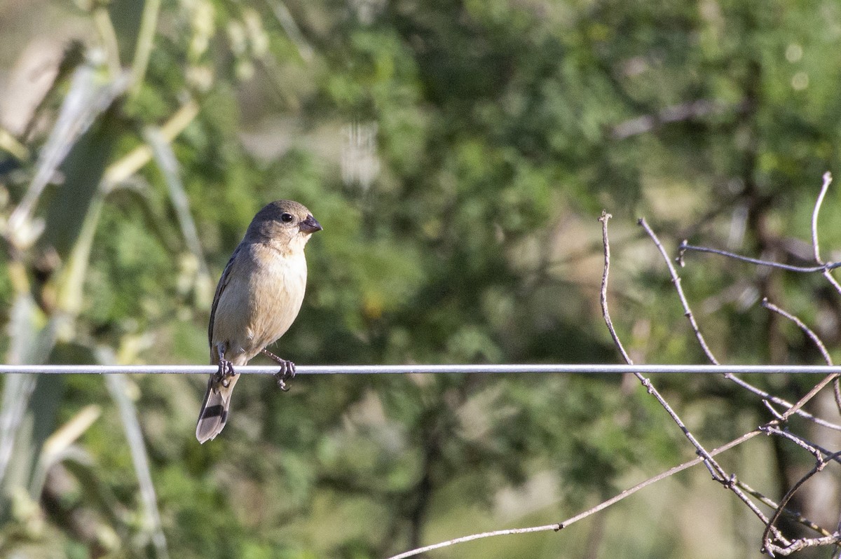 Marsh Seedeater - ML237880811