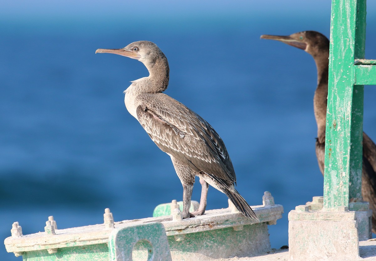 Cormorán de Socotra - ML237881861