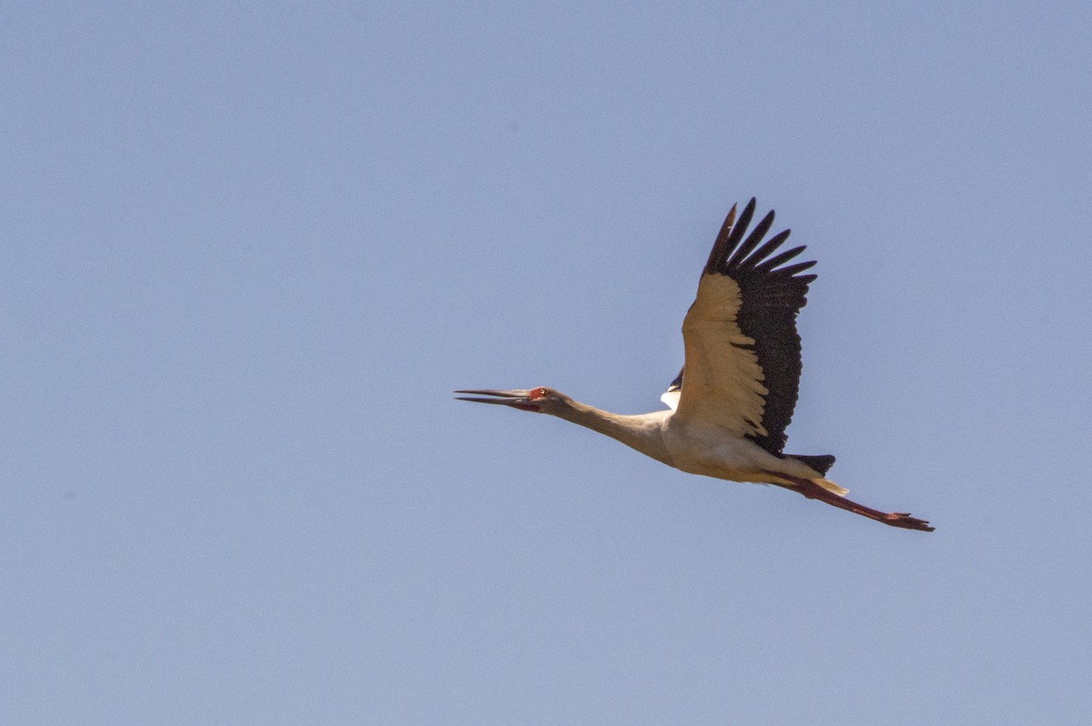 Maguari Stork - ML237881961