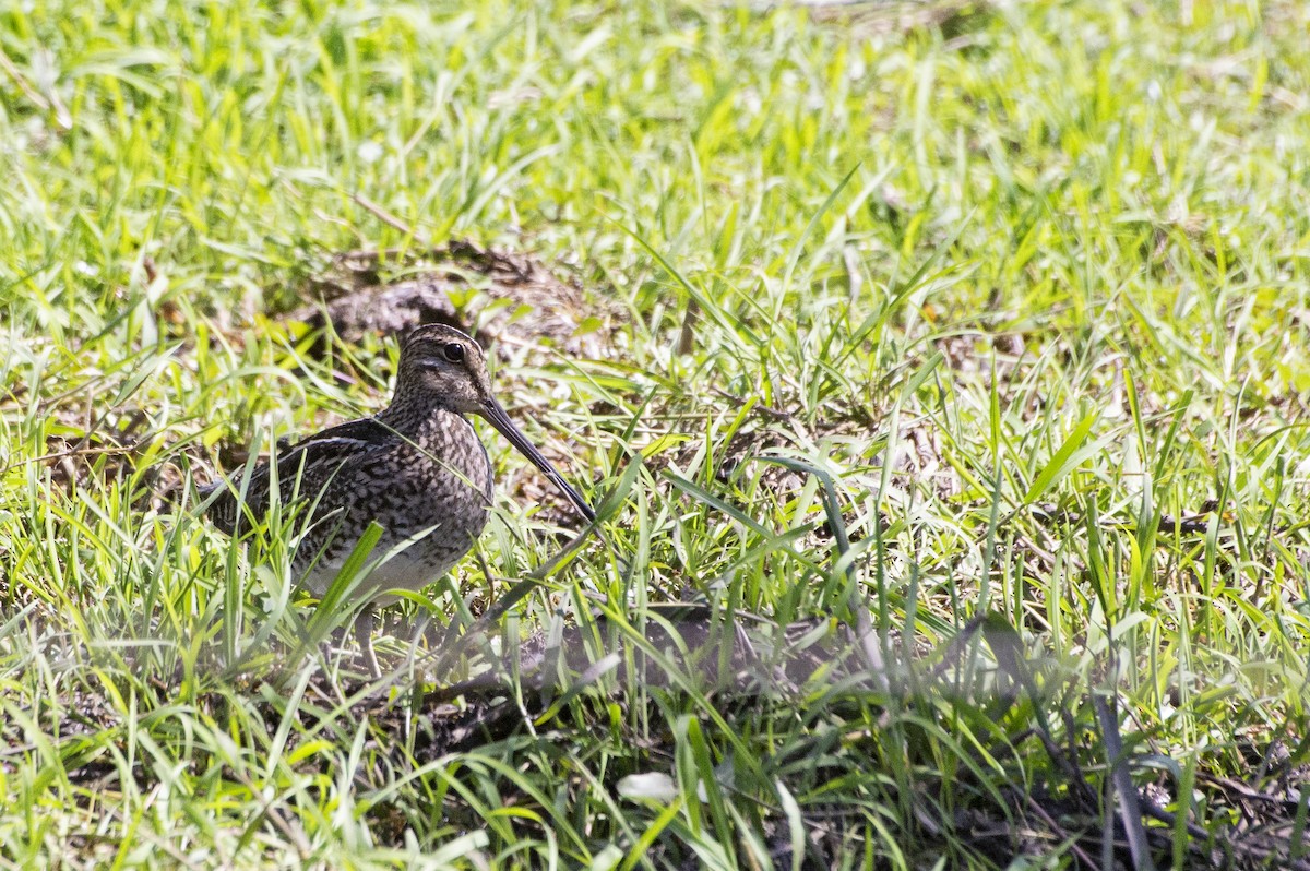 Pantanal Snipe - ML237882121