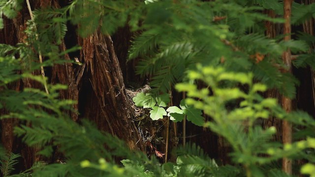 Western Flycatcher (Pacific-slope) - ML237882171