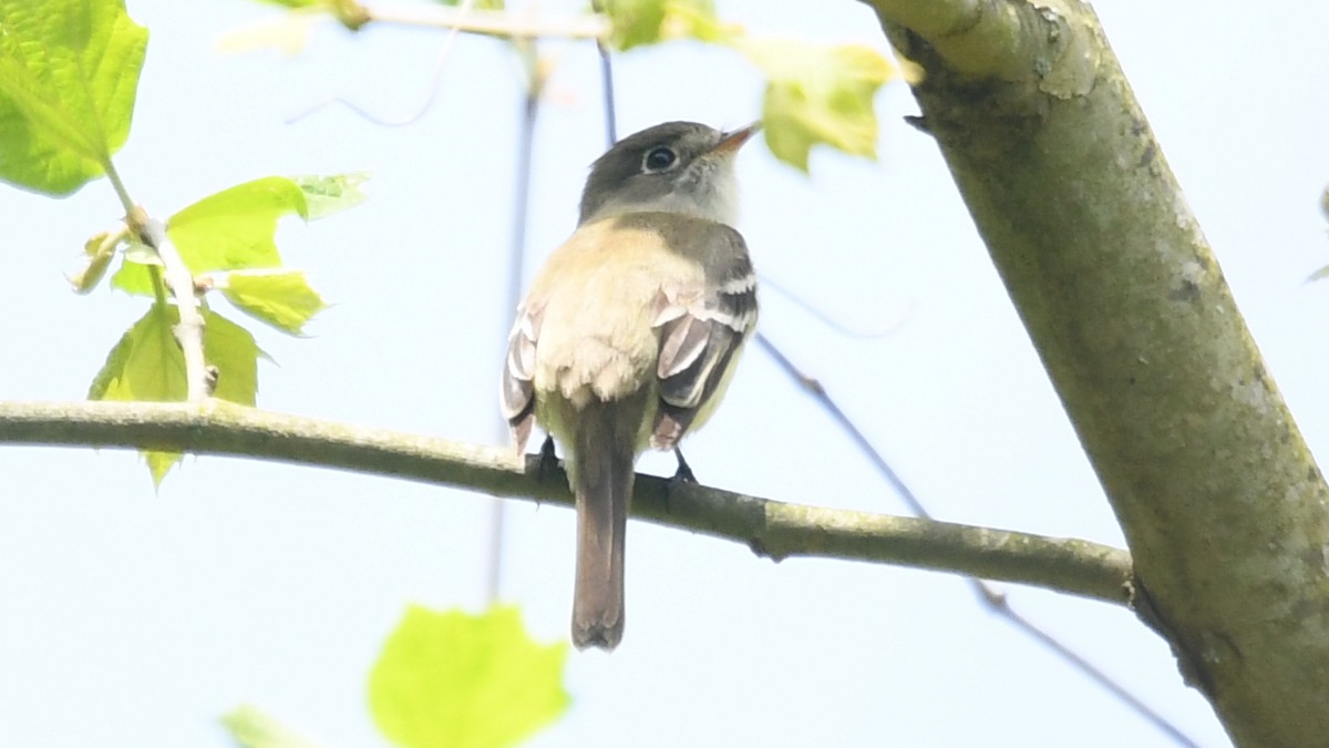 Least Flycatcher - ML237882791