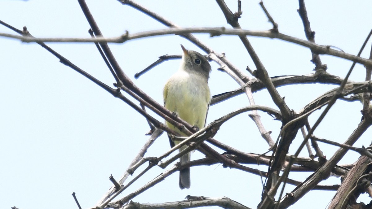 Least Flycatcher - ML237882821