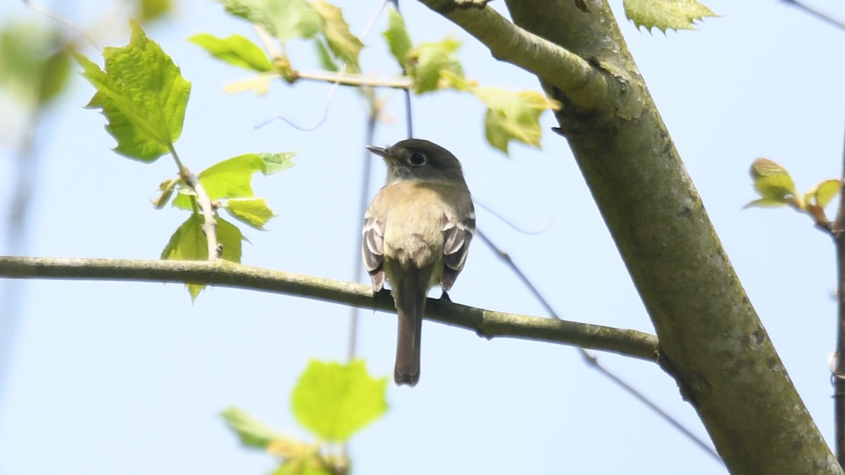 Least Flycatcher - ML237882841