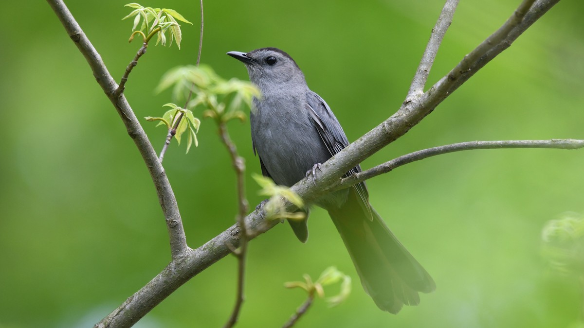 Gray Catbird - ML237883791