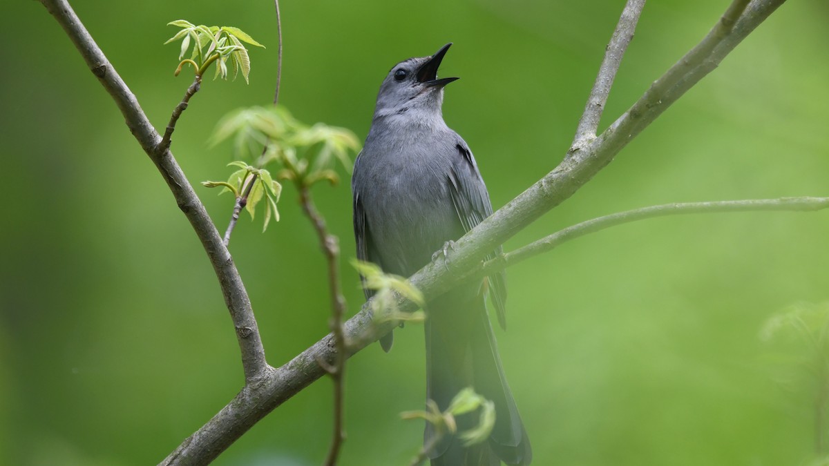 Gray Catbird - ML237884011