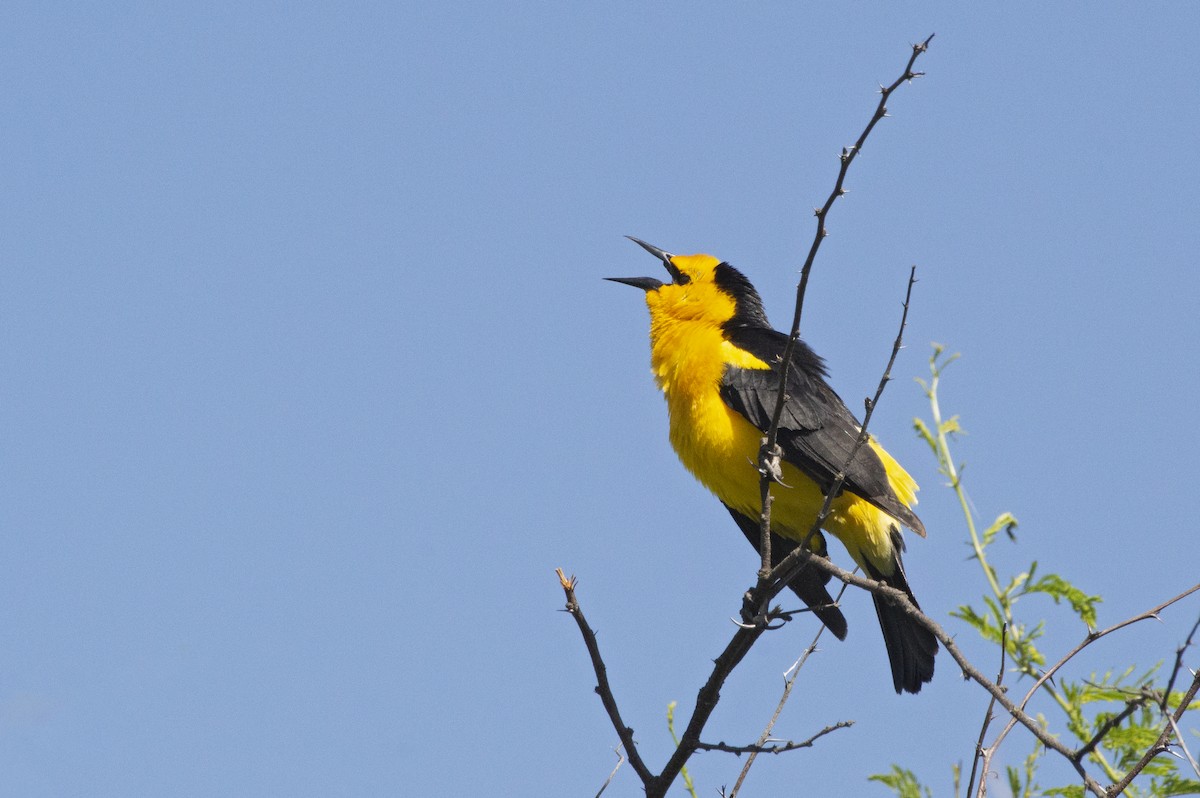 Saffron-cowled Blackbird - ML237884181