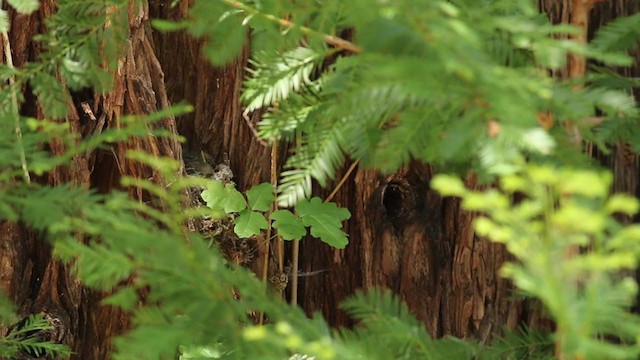 Western Flycatcher (Pacific-slope) - ML237886361