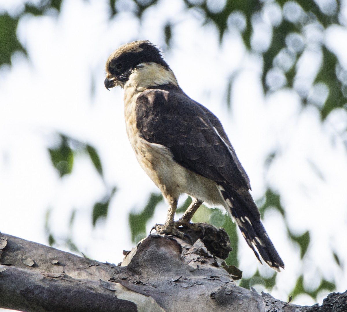 Laughing Falcon - ML237886721