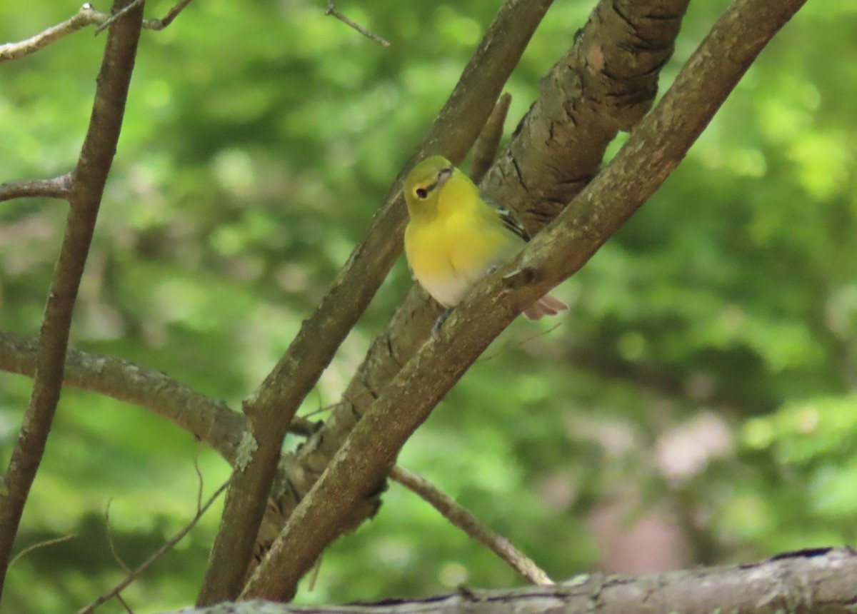 Yellow-throated Vireo - ML237887471