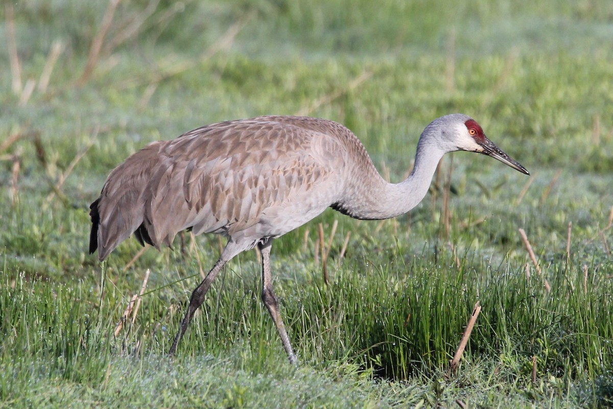 Sandhill Crane - Robert Gowan