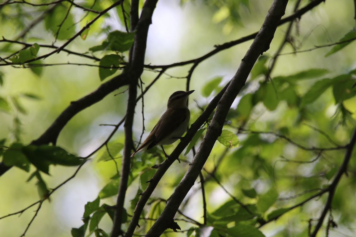 Vireo occhirossi - ML237889081