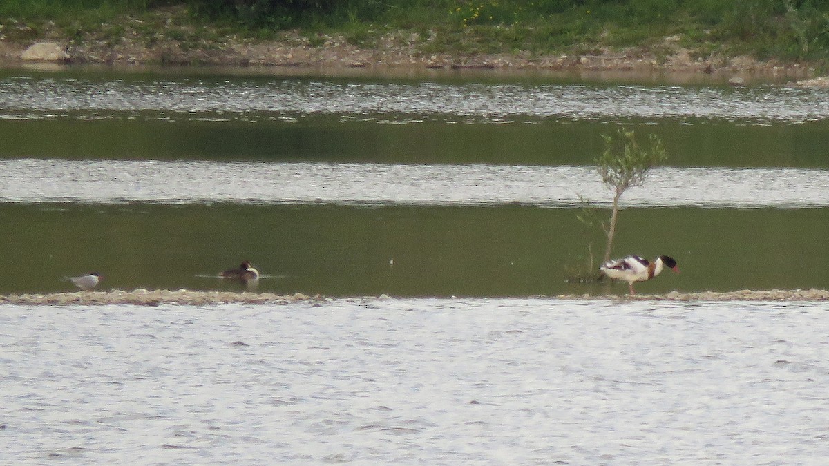 Common Shelduck - ML237889251