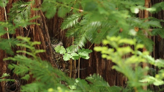 Western Flycatcher (Pacific-slope) - ML237889941