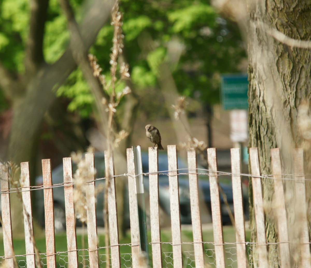 Brown-headed Cowbird - ML237891551