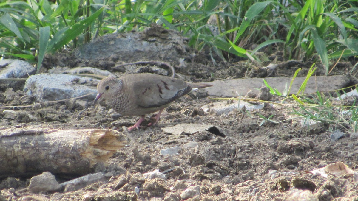 Common Ground Dove - ML237892181