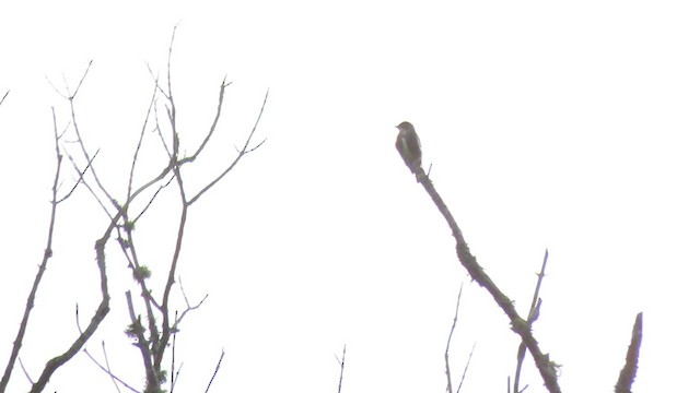 Olive-sided Flycatcher - ML237893021