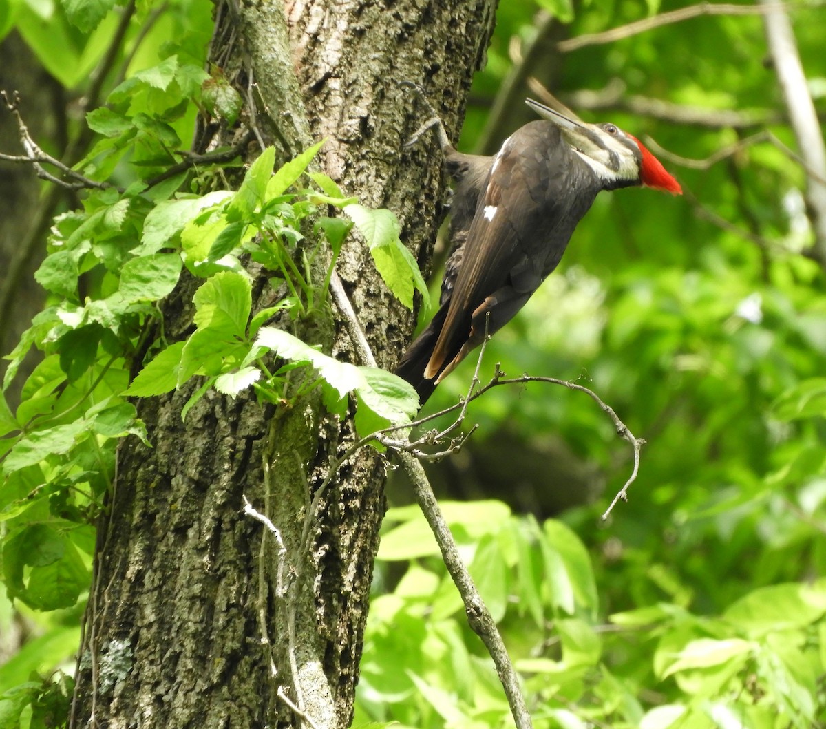 Pileated Woodpecker - ML237893111