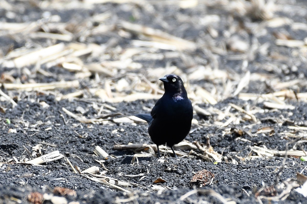 Brewer's Blackbird - ML237893451