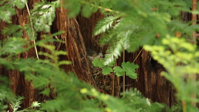 Western Flycatcher (Pacific-slope) - ML237895431