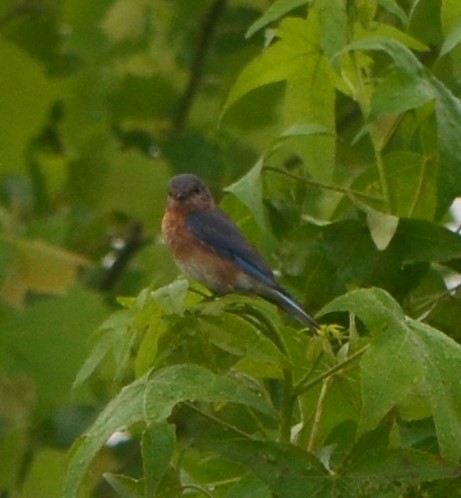 Eastern Bluebird - ML237895491