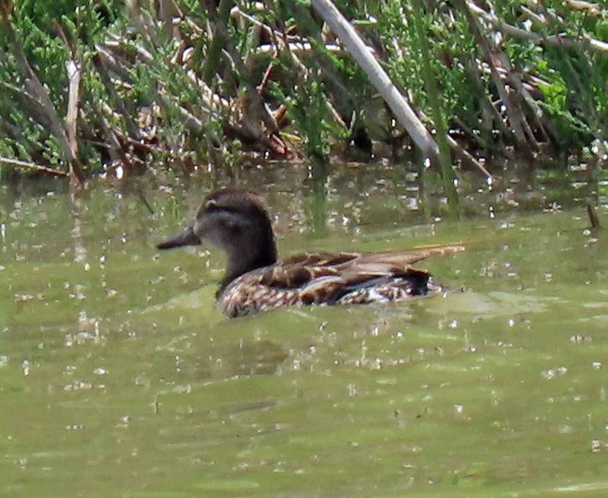 Green-winged Teal - ML237897321