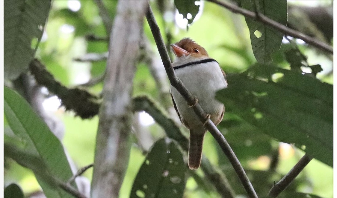 Collared Puffbird - ML237897951