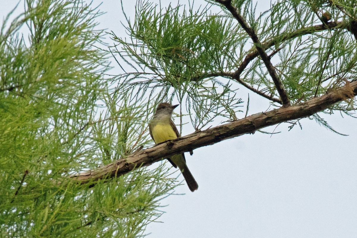 Great Crested Flycatcher - ML237898621