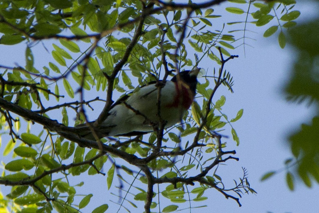 Rose-breasted Grosbeak - ML237899181