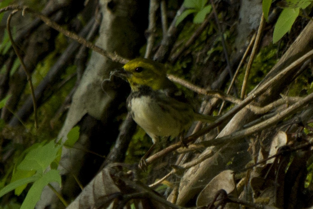 Black-throated Green Warbler - ML237899201