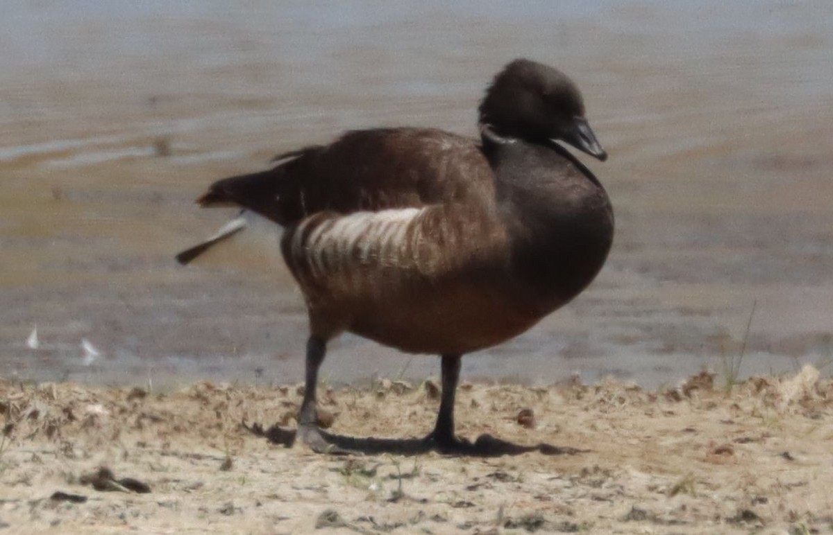 Brant - ML237900271