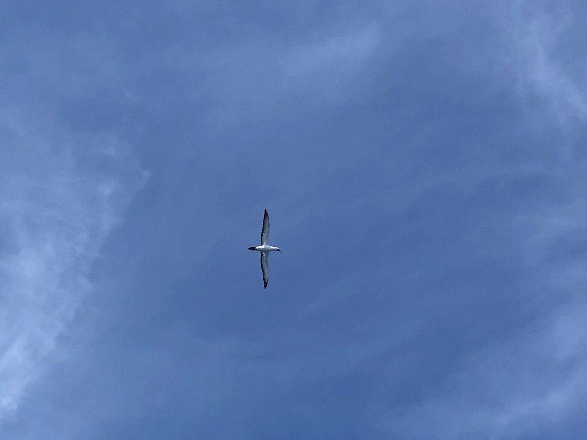 Masked Booby - Wendy Ealding