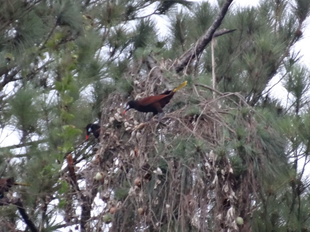 Montezuma Oropendola - ML237903951