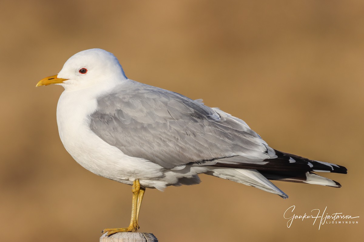 Common Gull (European) - ML237904791