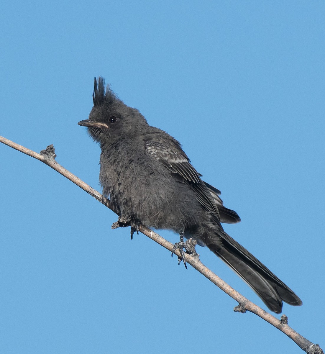 Phainopepla - Gordon Karre
