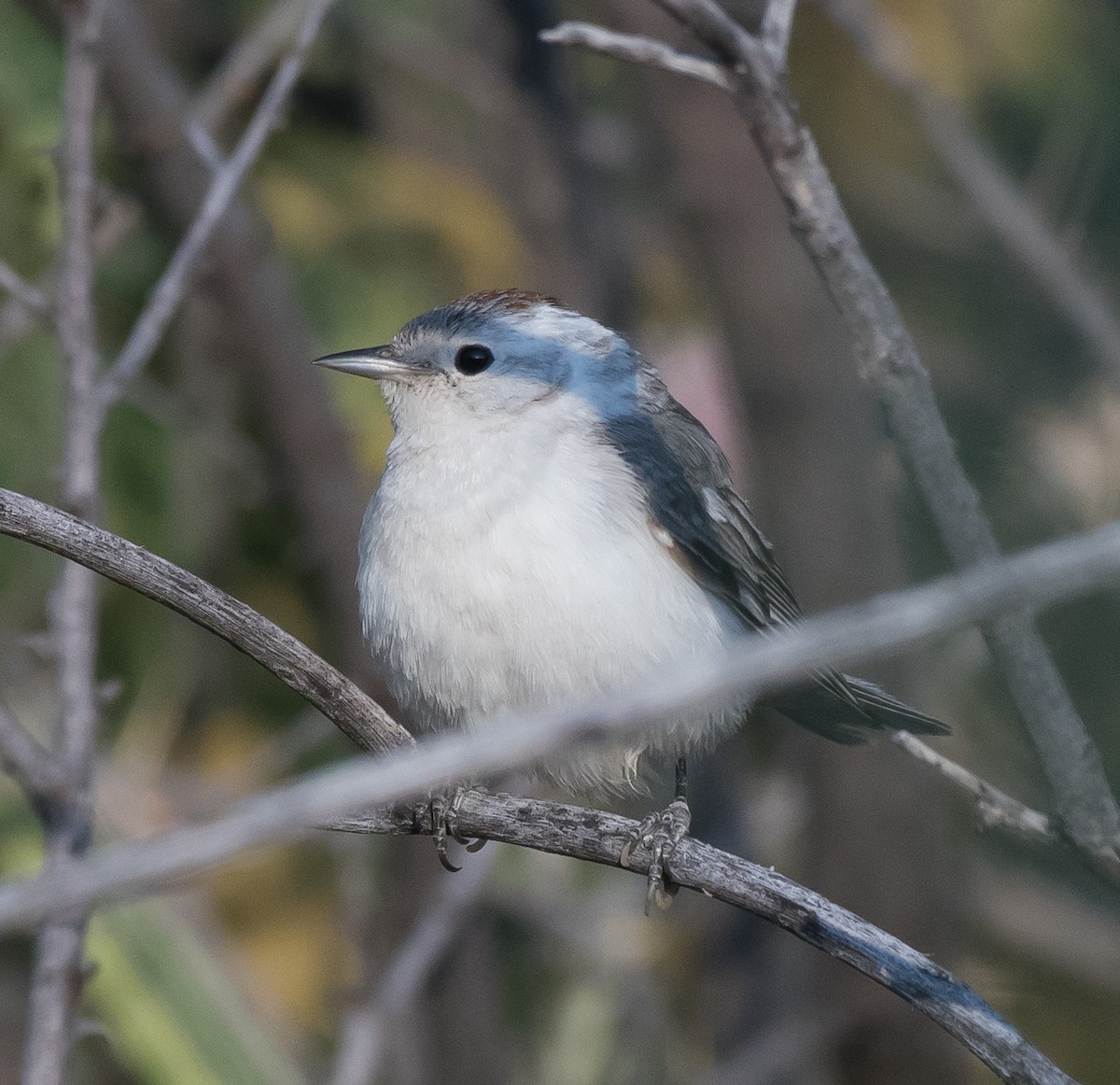 Lucy's Warbler - ML237905591