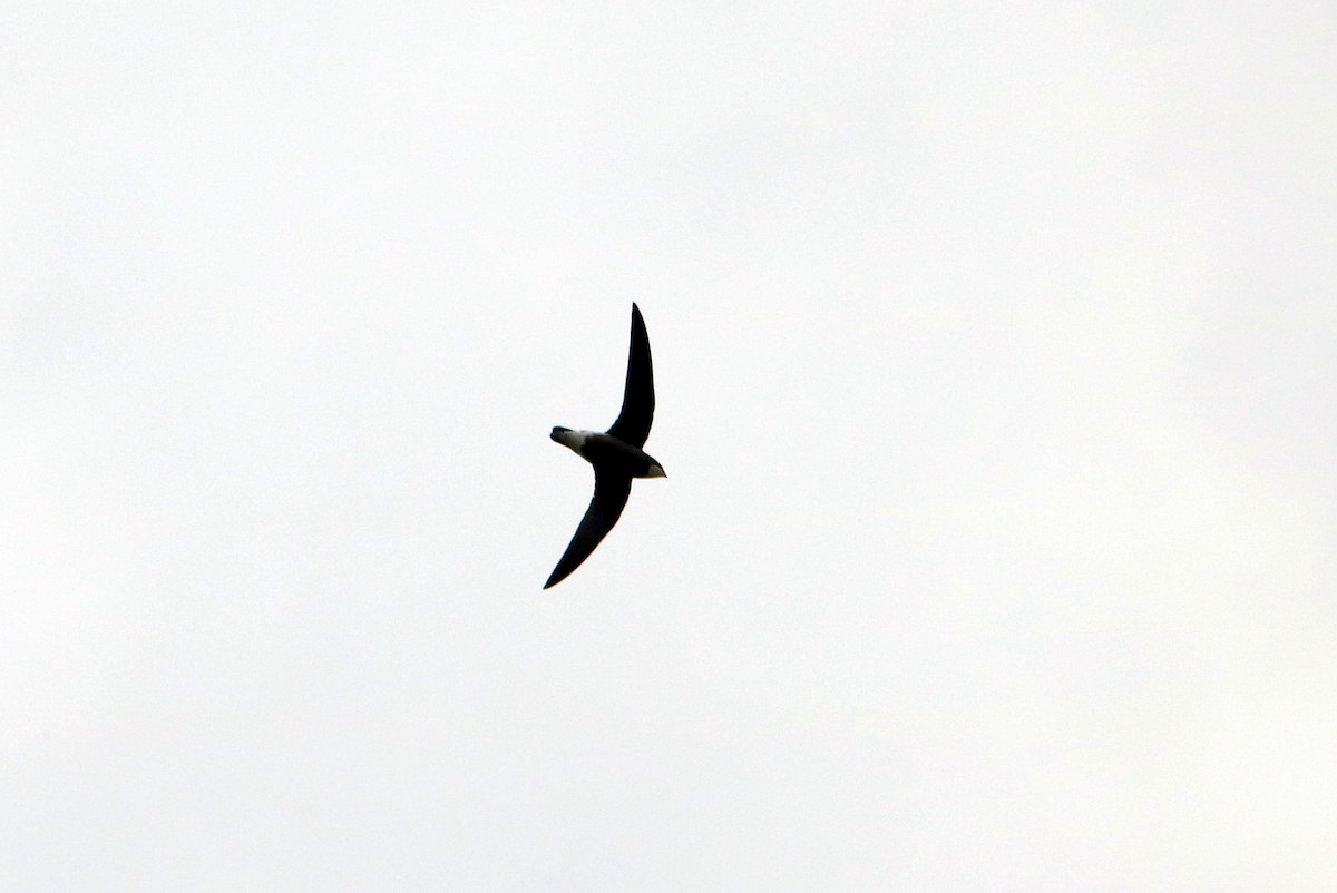 White-throated Needletail - ML23790561