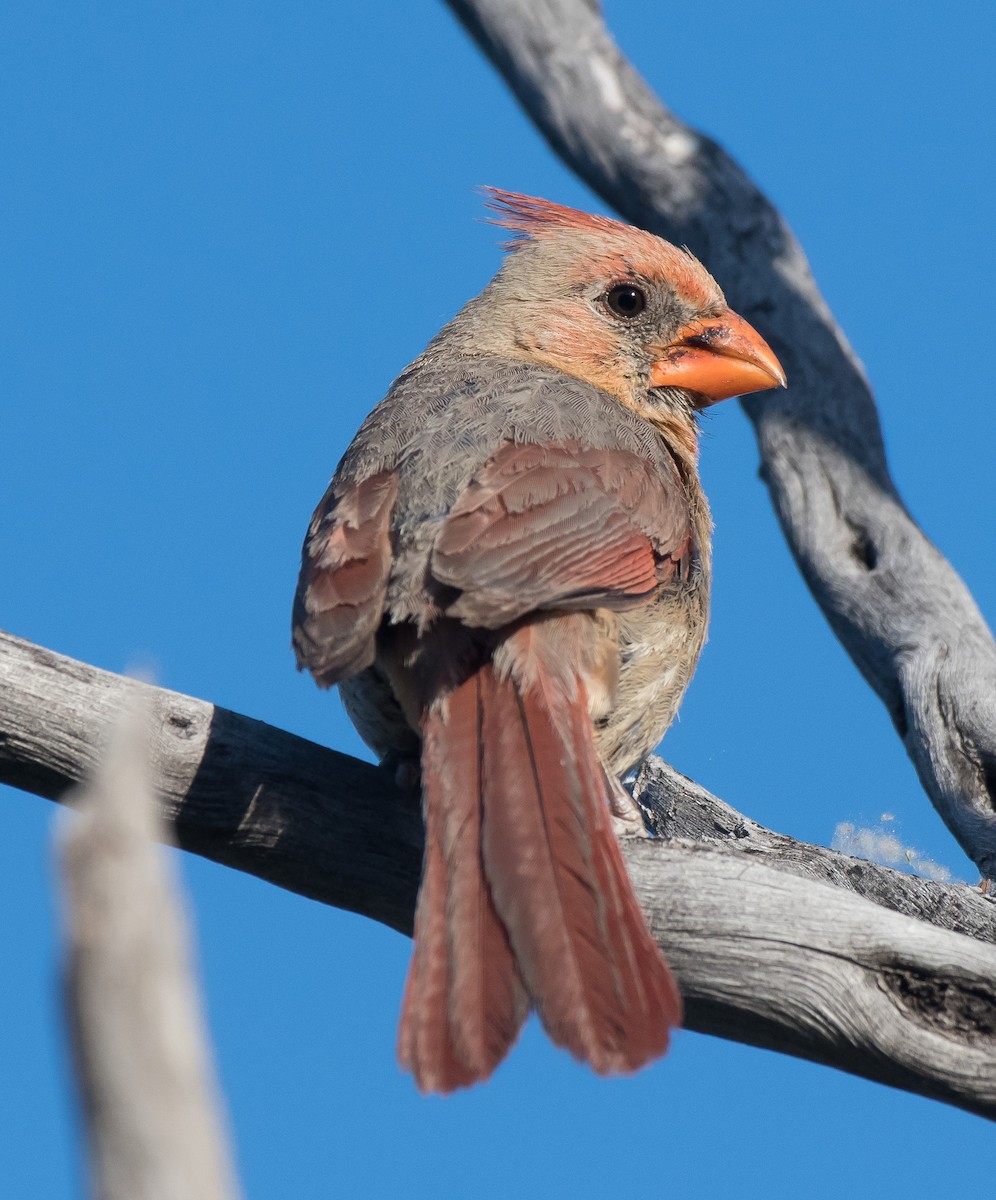 Northern Cardinal - Gordon Karre