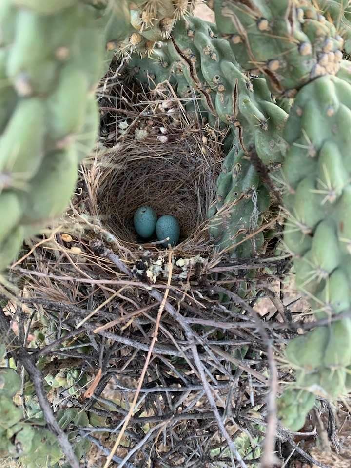 Curve-billed Thrasher (palmeri Group) - Gordon Karre