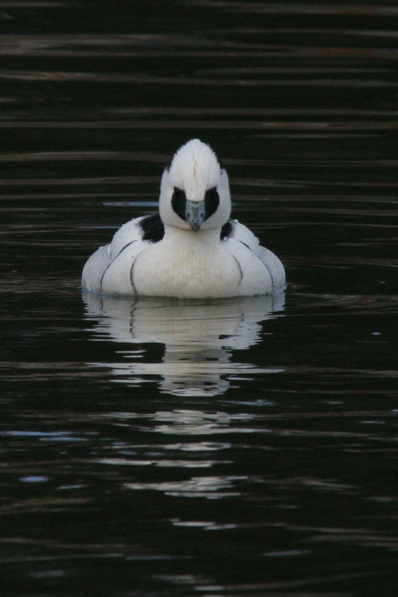 Smew - Robert Lewis