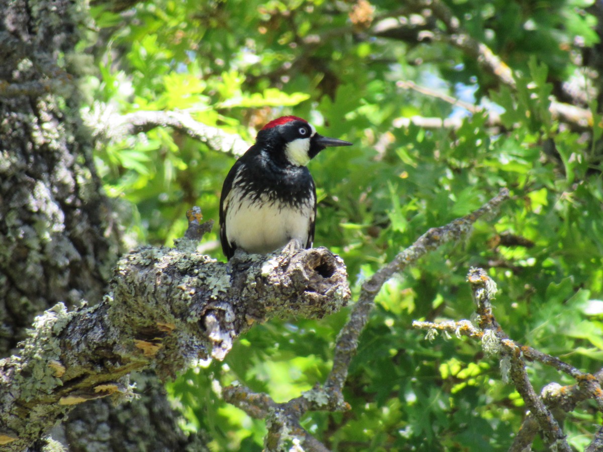 Acorn Woodpecker - karen pinckard