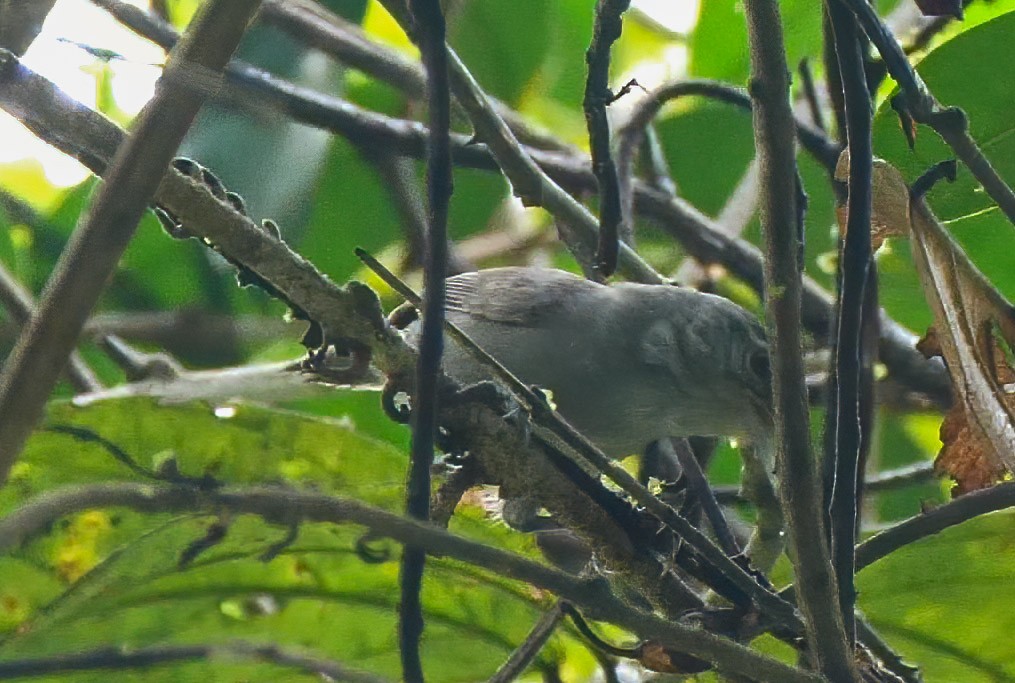 Gray Wren - ML237907691