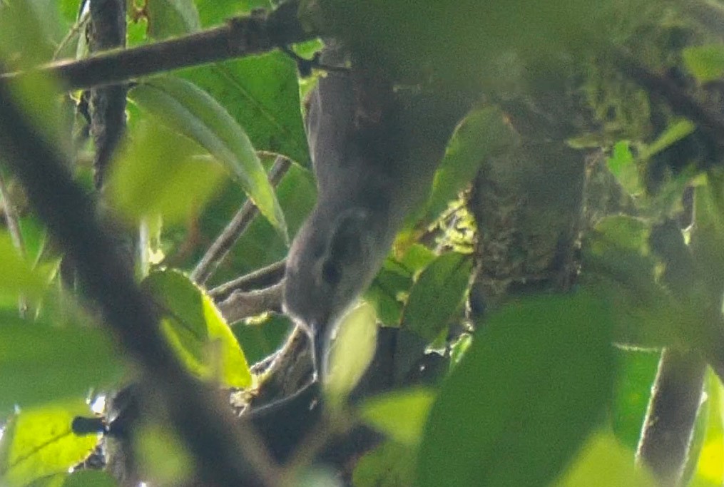 Gray Wren - ML237908021