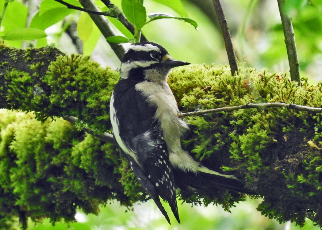 Downy Woodpecker - Mark Thomson