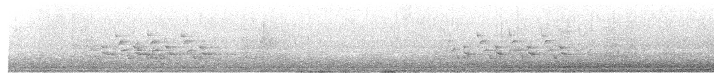 Поплітник каролінський - ML237910091