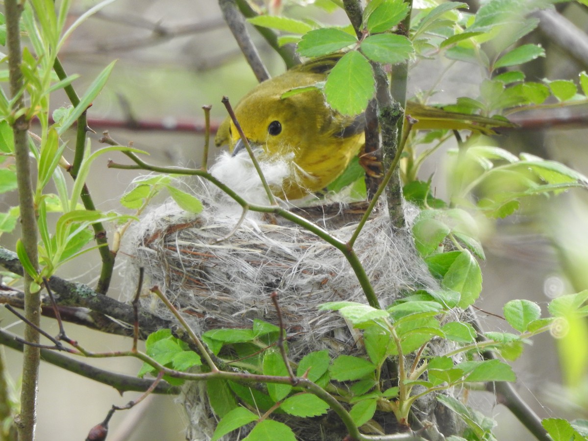 Northern Yellow Warbler - ML237910111