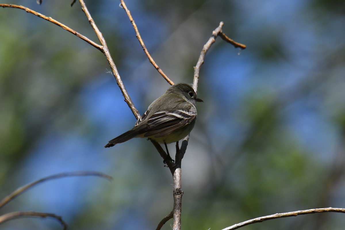 tyranovec malinký - ML237911191