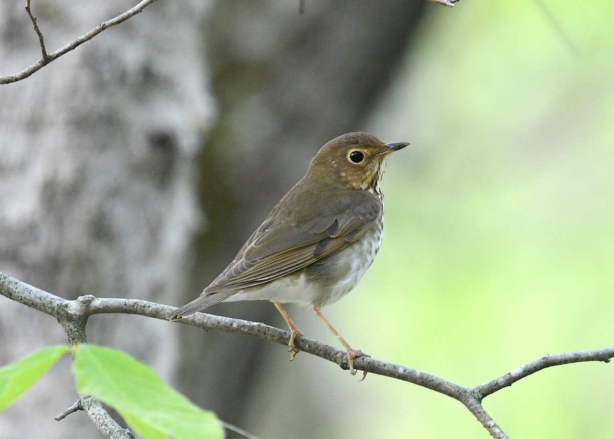 Swainson's Thrush - ML237912051